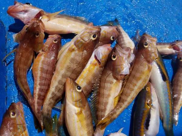 Sepette balık var. Akdeniz 'den taze balık. Rodos kıyılarında balık avlıyoruz.