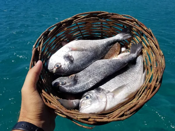 鱼在篮子里 来自地中海的新鲜鱼 在罗得岛海岸外捕鱼 — 图库照片