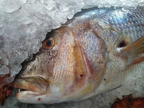 Pescado Yace Hielo Pescado Fresco Del Mediterráneo Pesca Frente Costa — Foto de Stock