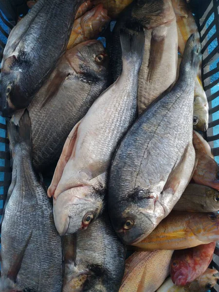 Sepette balık var. Akdeniz 'den taze balık. Rodos kıyılarında balık avlıyoruz.