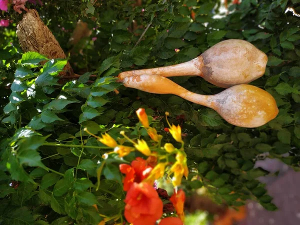 Hellas 'ın dekorasyonu ve dekorasyonu. Rhodes adasının yaz atmosferi. Yunanistan.