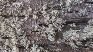 Ağaç kabuğunun yakın çekim dokusu, ıhlamur.