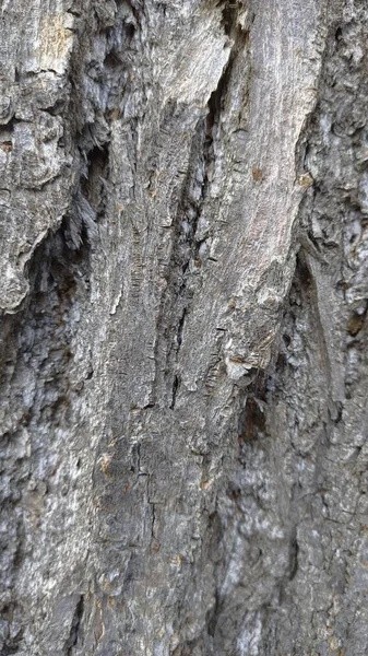 Textura Cerca Corteza Árbol Tilo — Foto de Stock