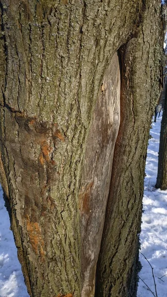 Close Texture Tree Bark Linden — Stock Photo, Image