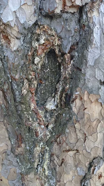 Nahaufnahme Von Baumrinde Kiefer Aus Der Harz Fließt — Stockfoto