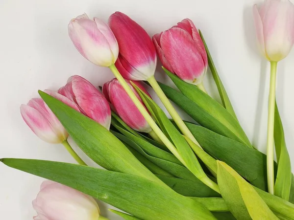 Букет Розовых Красных Тюльпанов Лежит Изоляте — стоковое фото