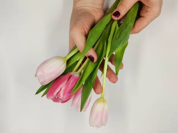 Ramo Tulipanes Rosados Rojos Mano Una Mujer Aislado — Foto de Stock