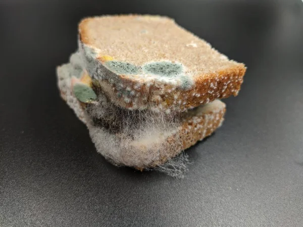 Yedi gün küfle kaplı sosisli sandviç. siyah arkaplanda yatar