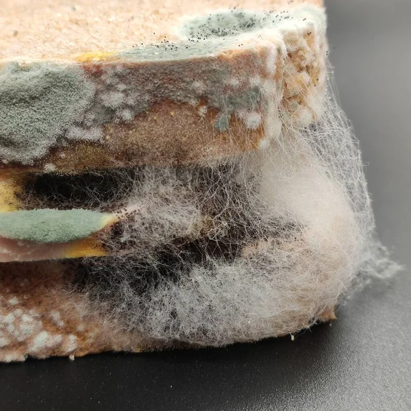 Yedi gün küfle kaplı sosisli sandviç. siyah arkaplanda yatar