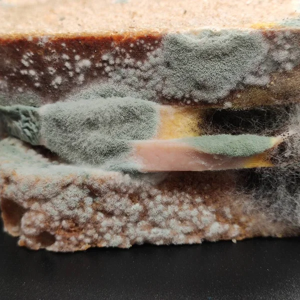 Yedi gün küfle kaplı sosisli sandviç. siyah arkaplanda yatar