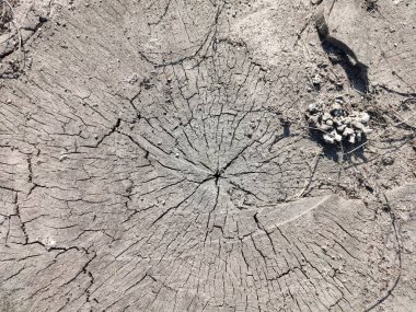 Eski masa üstü kütüğünün güzel dokusu. Bir ürün görüntüsü veya tasarım anahtarının görsel düzeni oluşturmak için.