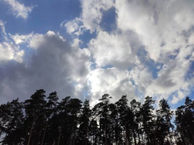Arka plandaki çam ağaçlarının tepeleri beyaz bulutlar ve güneş ışınlarıyla dolu mavi bir gökyüzü.