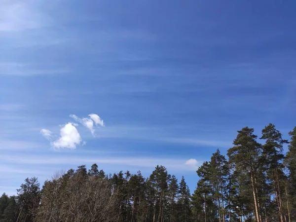 Toppen Tallar Bakgrunden Blå Himmel Med Vita Moln Och Solens — Stockfoto