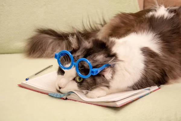 Negro y blanco gato maine coon en azul juguete gafas es acostado en un portátil para notas, en el sofá . — Foto de Stock