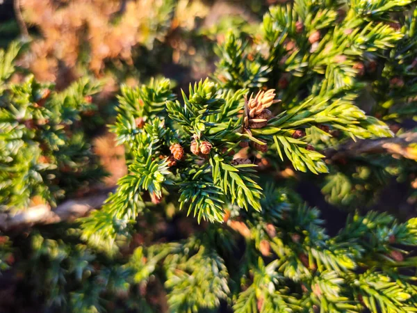Primer plano de las hojas de Juniperus Communis - Enebro común para el diseño del paisaje . —  Fotos de Stock