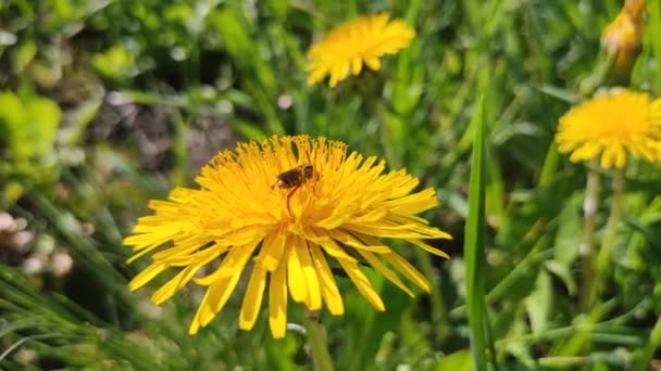 Eine Biene bestäubt eine Löwenzahnblüte, Nahaufnahme. — Stockvideo