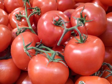 Yaz tepsisi tarım çiftliğinde taze, lezzetli kırmızı domatesler. Taze domates, arka plan olarak kullanılabilir.