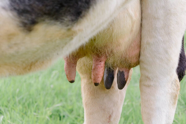 Close-up of a cows udder on a green field.