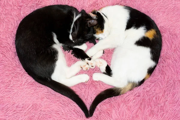 Sobre una manta rosa hay gatitos en forma de corazón . — Foto de Stock