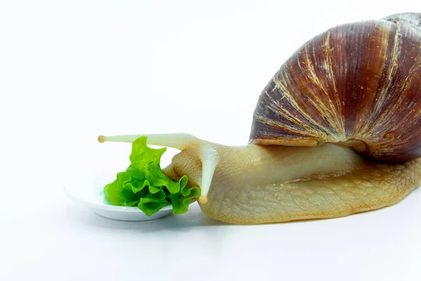 Funny Achatina snail eating a cabbage leaf. on white background. the concept of weight loss. — Stock Photo, Image