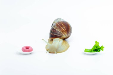 Komik Achatina salyangozu iki tabak yiyecekle karşı karşıya ve ne alacağına karar veriyor. beyaz arkaplan.