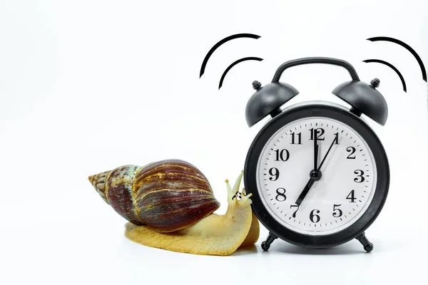 Caracol gracioso Achatina, con los ojos pintados se arrastra al negro, sonando despertador, sobre un fondo blanco, el concepto de tiempo de movimiento lento.Espacio de copia . — Foto de Stock