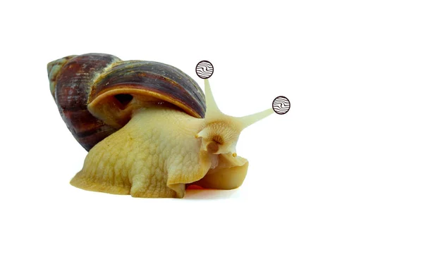 Funny snail a hatina with painted eyes is under hypnosis.view on the left, on a white background. — Stock Photo, Image