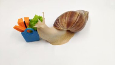 Komik Achatina salyangozu, beyaz arka planda mavi yalaktan havuç yiyor. Düzgün sağlıklı beslenme kavramı. Video