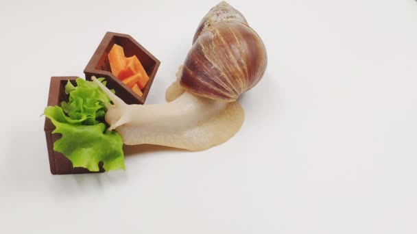 Funny Achatina snail eats cabbage from the trough on a white background.  The concept of proper healthy nutrition. — Stock Video © Akimovs #376977594