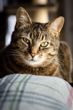 Kanepede üşüyen bir kediye yaklaş.