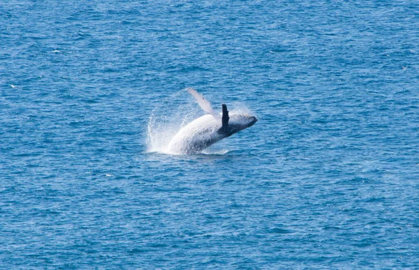 Jumping Whale landing on his back Australia Queensland — Stock Photo, Image