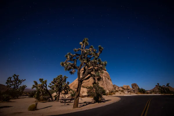 Cielo notturno di Joshua Tree. Retroilluminato dalla luna. molte stelle — Foto Stock