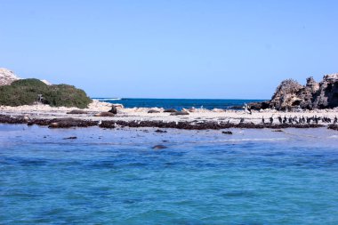 Penguen ve sealions bir grup