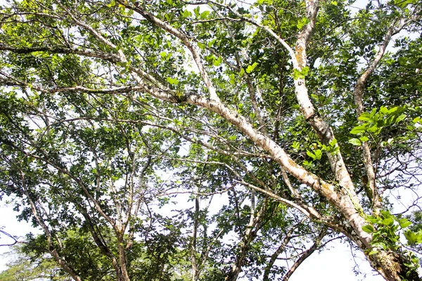 Closeup Tiro Árvore Taiping Lake Garden Taiping Perak Imagem De Stock
