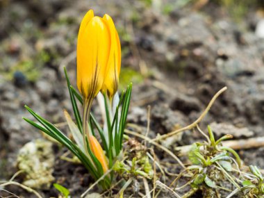 Çiçek açan çuha çiçekleri. Baharın ilk çiçeklerinden biri. Baharın ılık ışınları, çiçekler ve timsahlar. Yumuşak odaklanma. Hollanda sarısı krokusu yakın plan. Yaşasın bahar!.