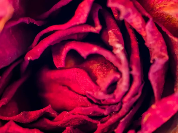 Abstrakter Hintergrund von trockener roter Blütentextur. Blütenblätter eines Jahrgangs verblassten im Makro. Florales Dekor zur Präsentation. Makroansichten. Weicher Fokus. Konzept der verlorenen Liebe und des Todes — Stockfoto