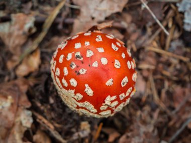Sonbahar ormanlarında çam iğneleri ve çim yosunlarının arasında kızıl sinek agariği. Amanita Muscaria ya da Fly Agaric denilen kırmızı ve beyaz zehirli mantar. Yukarıdan görüntüle