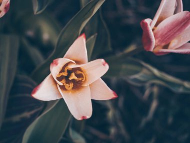 Baharda pembe lalenin kasvetli, karanlık yaratıcı fotoğrafçılığı. Bulanık arka planda güzel, rüya gibi sihirli bir çiçek. Güzel sanatlar hala hayat dolu makrolar. Ürününüzün sunumu için çiçek dekoru