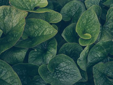 Yağmurdan sonra sabah koyu yeşil yapraklar. Soyut doğa yaprağı dokusu arka planı. Karanlık sanat huysuz çiçekleri. Klasik ton. Doğal kozmetik veya duvar kağıdı masaüstü sunumu için çiçek dekoru