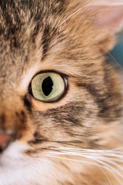 Kedi kaplanı renginde dipsiz kedi gözü yeşildir. Makro. Yatay görünüm