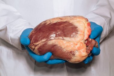 Erkek doktor, veteriner, mavi eldivenli eller ameliyattan sonra kalbi tutar. Kalp ameliyatı. Kalp sağlığı. Sağlık Hizmetleri.