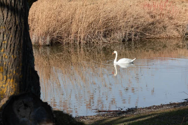 Cisne Orgulhoso Branco Nadando Por Sol Uma Lagoa Idílica Com — Fotografia de Stock