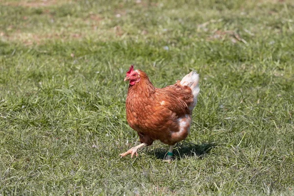 курица на зеленом фоне. depositphotos 363190542 stock photo brown red domestic chicken running. курица на зеленом фоне фото. курица на зеленом фоне-depositphotos 363190542 stock photo brown red domestic chicken running. картинка курица на зеленом фоне. картинка depositphotos 363190542 stock photo brown red domestic chicken running. Франция, птицеводство в Brueil en Vexin