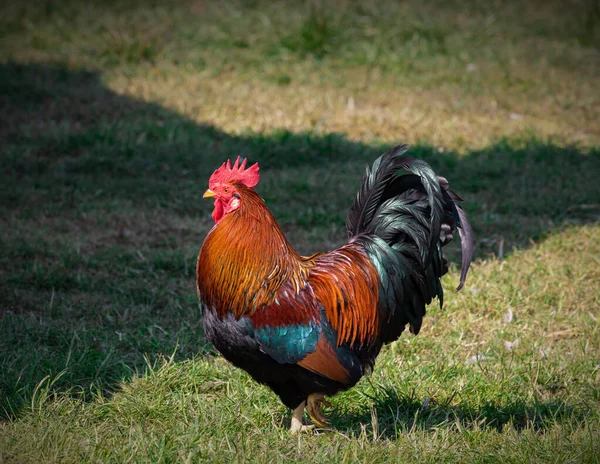 Brown Red Marans Rooster Beautiful Feathers Stands Green Meadow Side — Stock Photo, Image