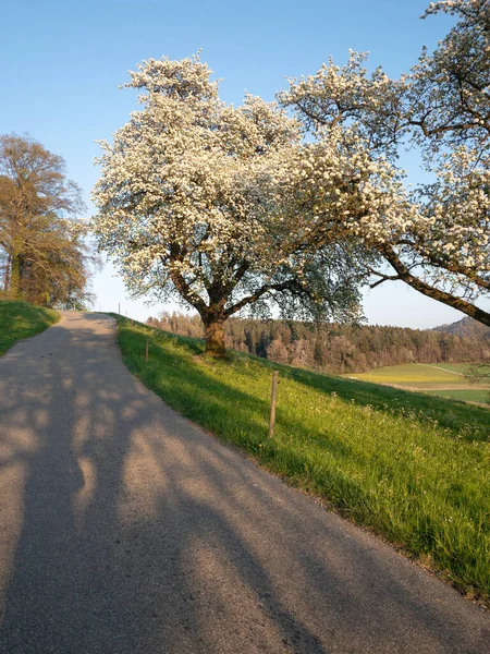 Jabloně Květu Zelené Louce Vedle Cesty Bílými Květy Koruně Stromu — Stock fotografie