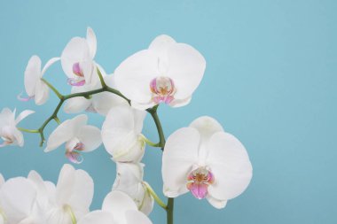 Güzel beyaz falaenopsis orkide çiçekleri. Tropik çiçek, orkide dalları yakın plan. Beyaz orkide arka planı. Tatil, Kadınlar Günü, çiçek kartı, güzellik