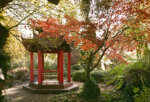 Küçük Chines ağaç. Abbey Park. Leicester