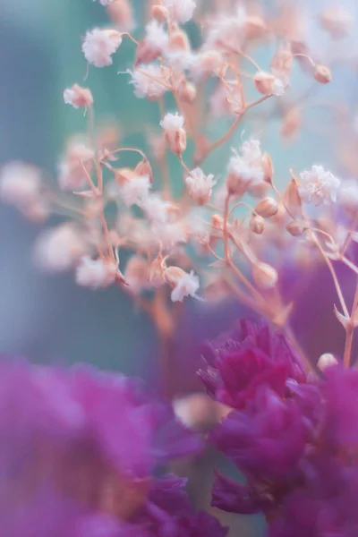 Makro Çiçekler 2. Renkler.