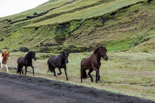 Montagnes colorées Landmanallaugar, dans la réserve de Fajllabak Photos De Stock Libres De Droits