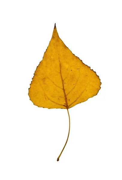 Feuille jaune de bouleau . — Photo